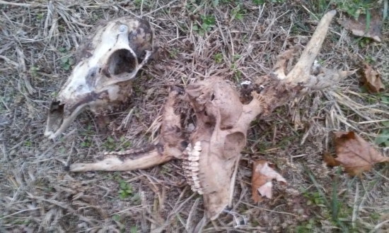 srnce nájdené na prvej spoločnej