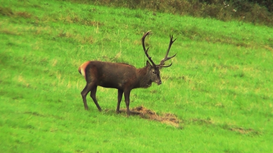 ruja