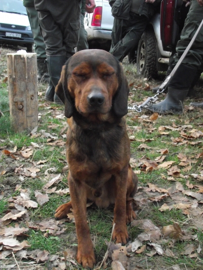 Náš nezmar Nero :)