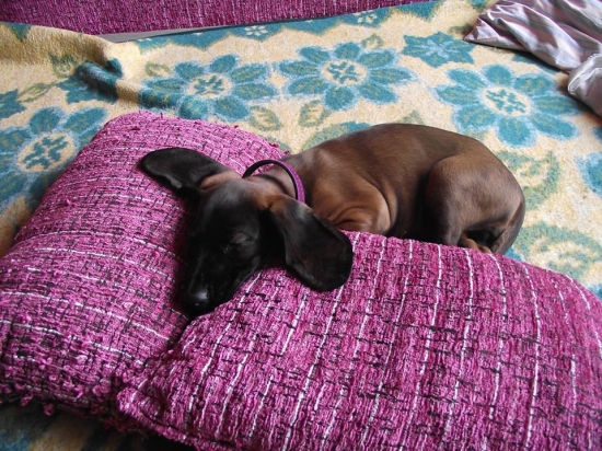 Hera v novom domove :)