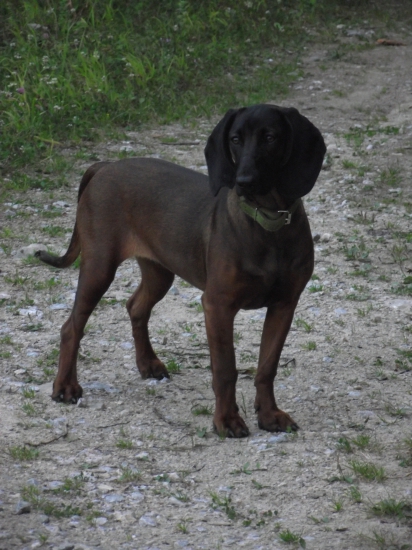 Už ručia počujem....