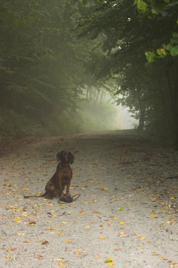 Moja najvernejšia spoločníčka
