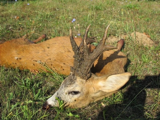 životný - 165 bodov