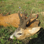 životný - 165 bodov