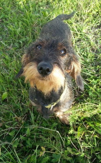 Sendy - Sugar Viva Moravia