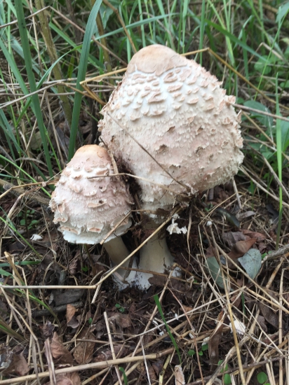 Bedľa červenejúca