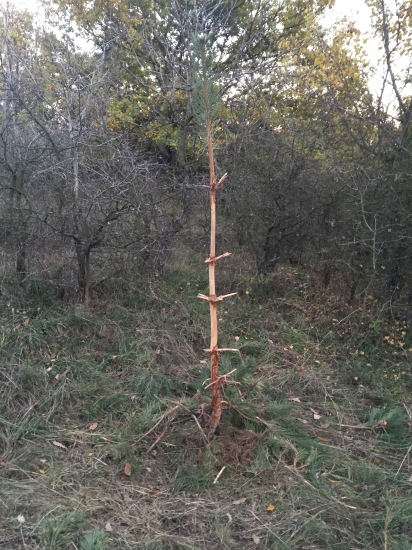 Ako si jeleň spravil vešiak na kabát
