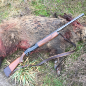 Diviačica z pohonu na drobnú zver