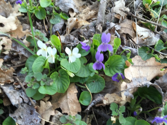Aj medzi fialkami sa nájde blondínka