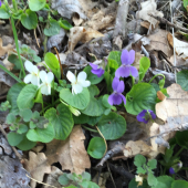 Aj medzi fialkami sa nájde blondínka