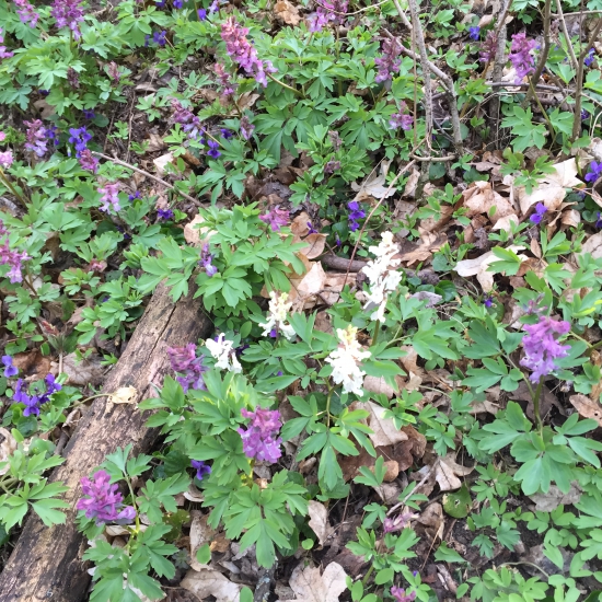 Jarný koberec v lese