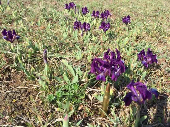 Mini Kosatce ešte raz