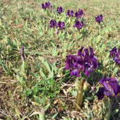 Mini Kosatce ešte raz