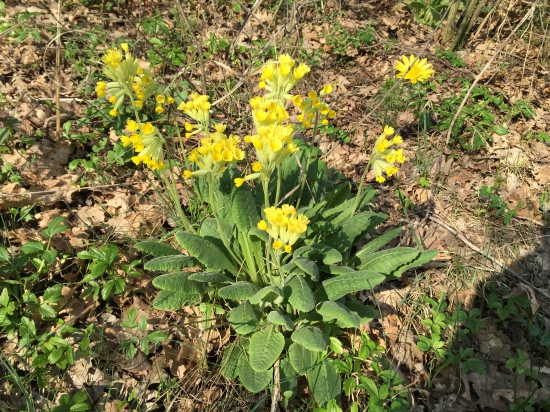 Prvosienka z Maďarska