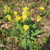 Prvosienka z Maďarska