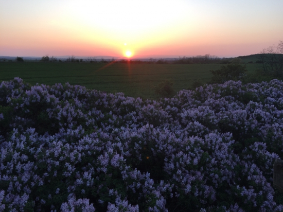 Západ slnka nad orgovánom
