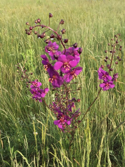 Divozel tmavočervený