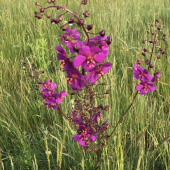 Divozel tmavočervený