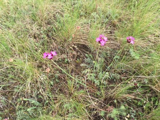 Malý ale o to krajší