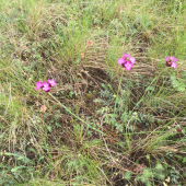 Malý ale o to krajší