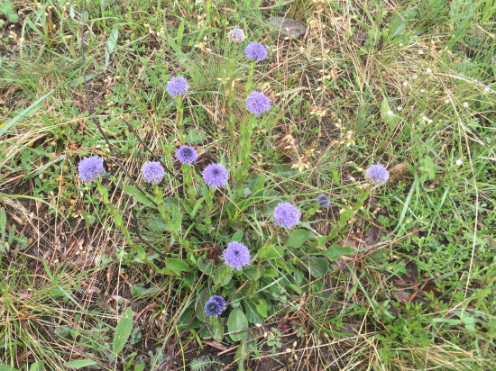 Guľôčka bodkovaná, krásny kvietok z Maďarska