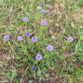 Guľôčka bodkovaná, krásny kvietok z Maďarska