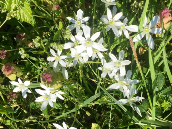 Bledavka chocholikatá alebo okolikatá / ornitogalum umbellatum