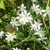 Bledavka chocholikatá alebo okolikatá / ornitogalum umbellatum