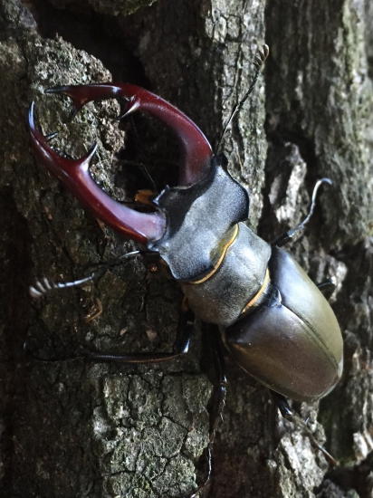 Roháč zo žitného ostrova