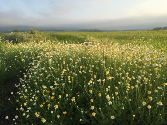 Rumanček kamilkový