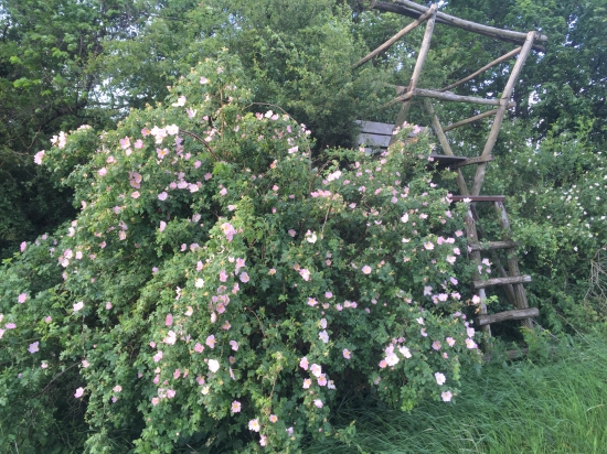 Posed u ruže šípkovej