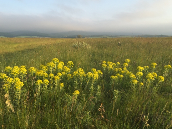 Mliečniky obyčajné