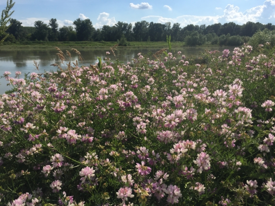 Ranostajovec pestrý na brehu Dunaja