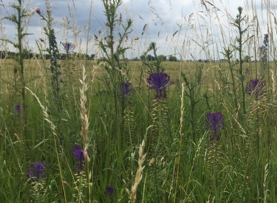 Modrice chochlaté zo žitného ostrova