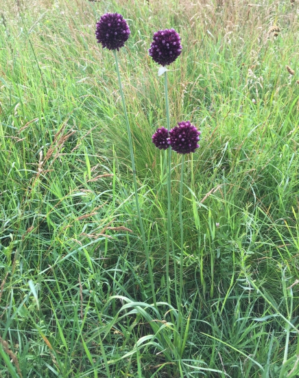 Cibuľovitá rastlina