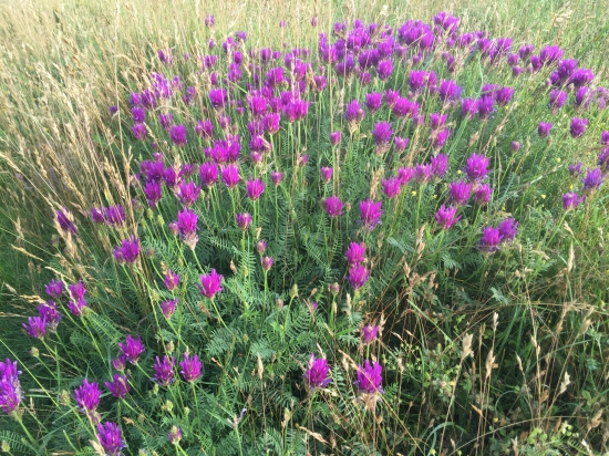 Neznáma bôbovitá z trojkombinácie