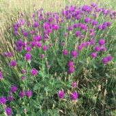 Neznáma bôbovitá z trojkombinácie