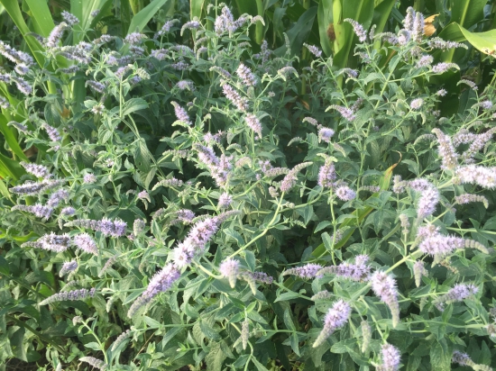 Voňavá bylinka z kraja poľa