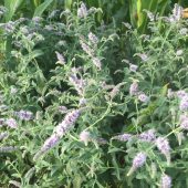 Voňavá bylinka z kraja poľa