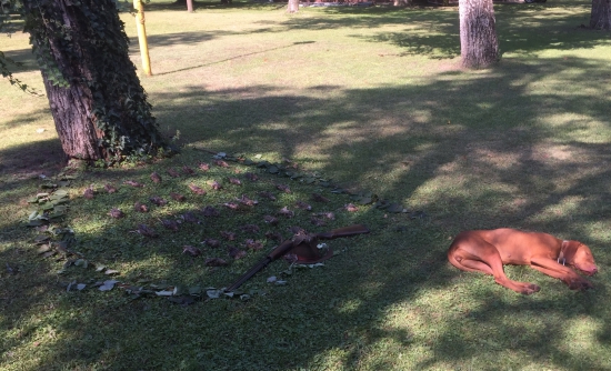 Pohoda po rannej poľovačke na prepeličky