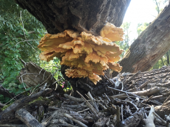 Sírovec z brehu Dunaja