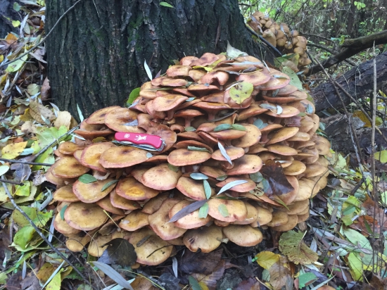 Neznáma z lužného lesa