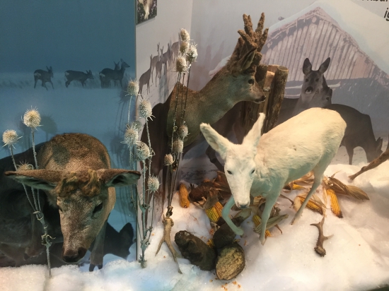 Zaujímavá srnčia rodinka