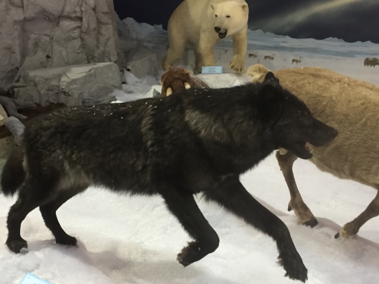 Čierny vlk z Kanady