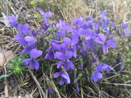 Už je všetko fialové