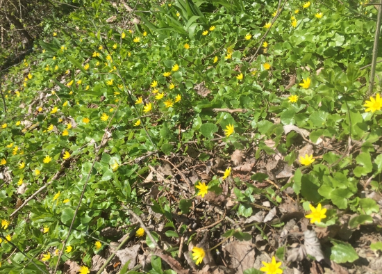 Záplava Blyskáčov