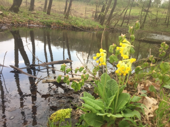 Prvosienky na brehu veľkého bahniska