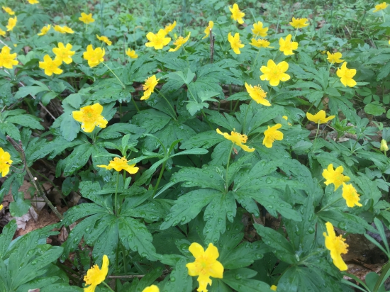 Veternica Iskerníkovitá