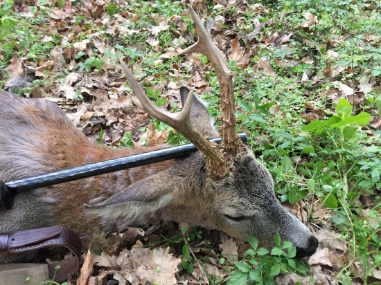 Môj prvý tohtoročný srnec