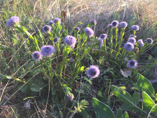 Gulôčka bodkovaná